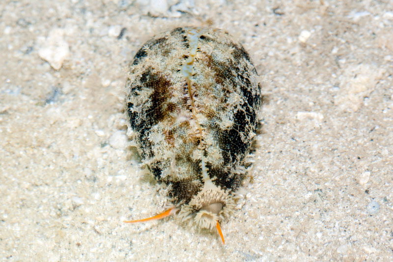 DSC_4349.jpg