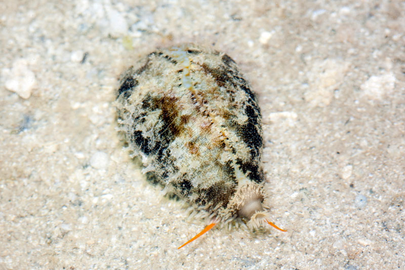 DSC_4350.jpg