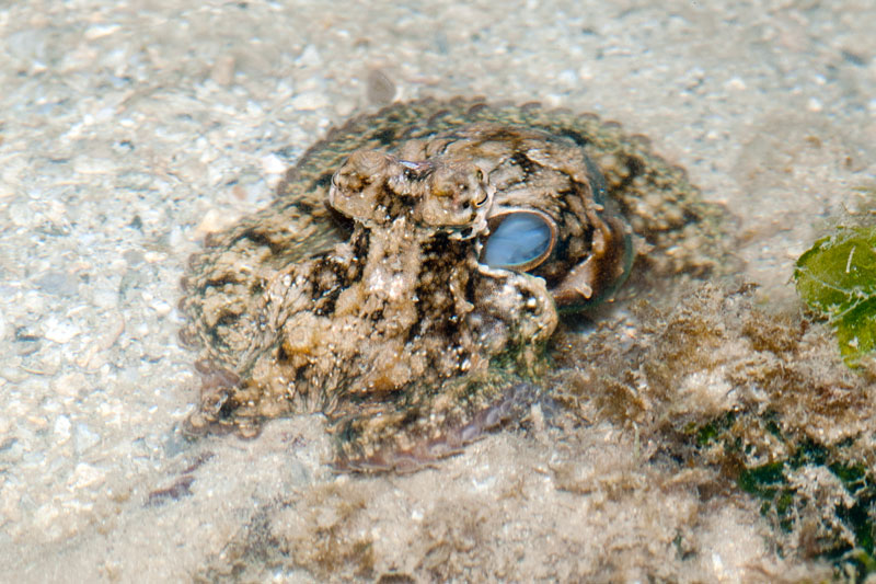 DSC_4356.jpg