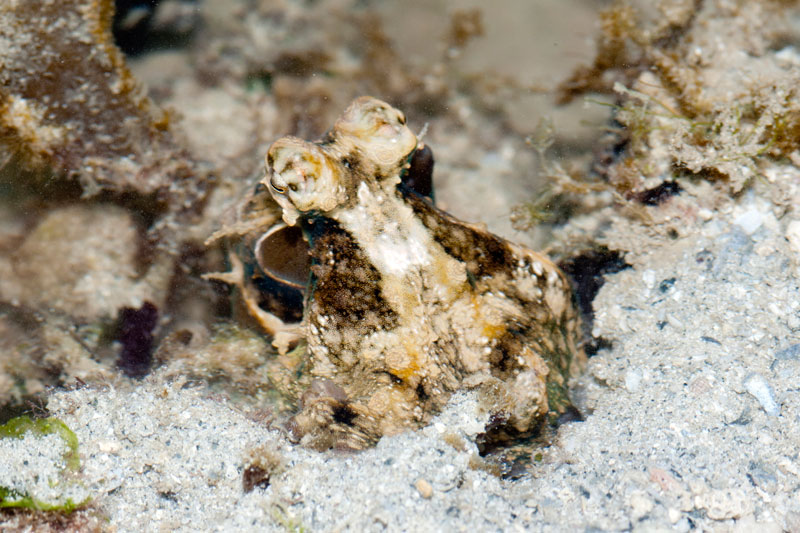 DSC_4362.jpg
