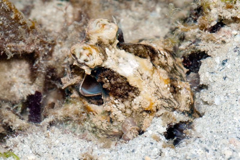 DSC_4364.jpg