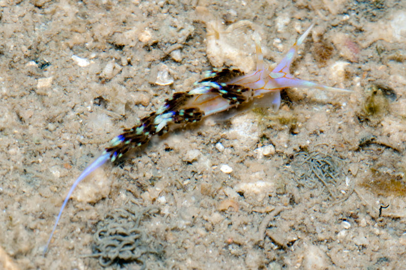 DSC_4445.jpg