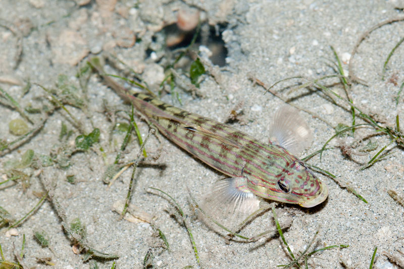 DSC_4479.jpg