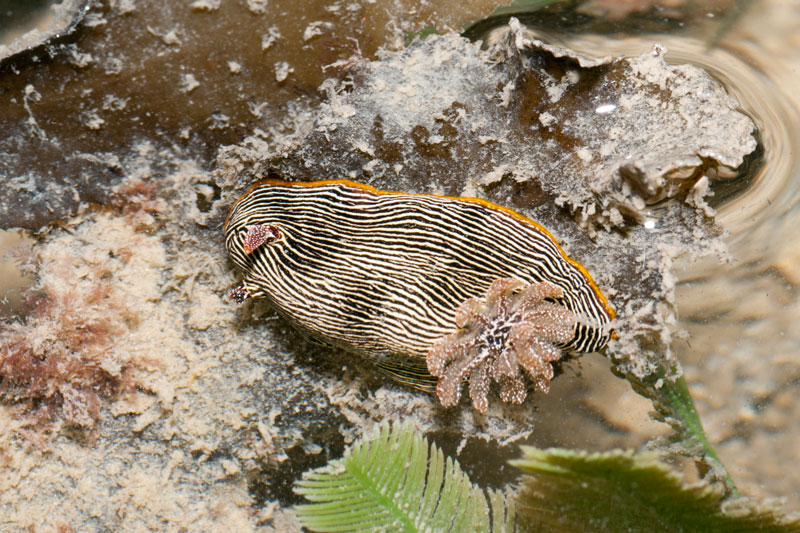 DSC_4505.jpg