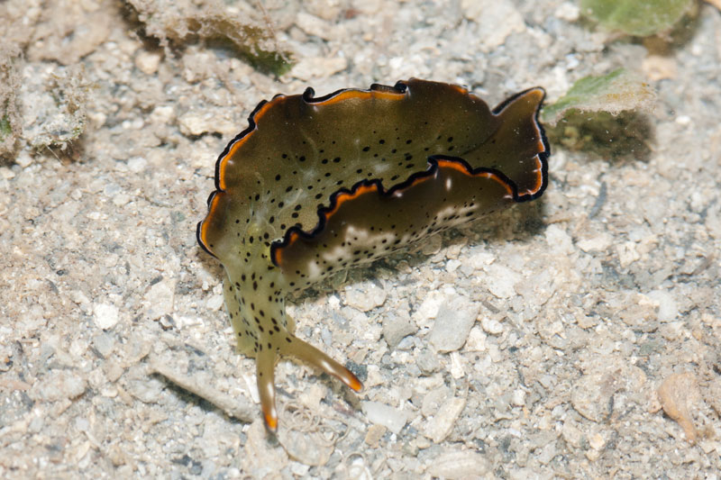 DSC_4535.jpg