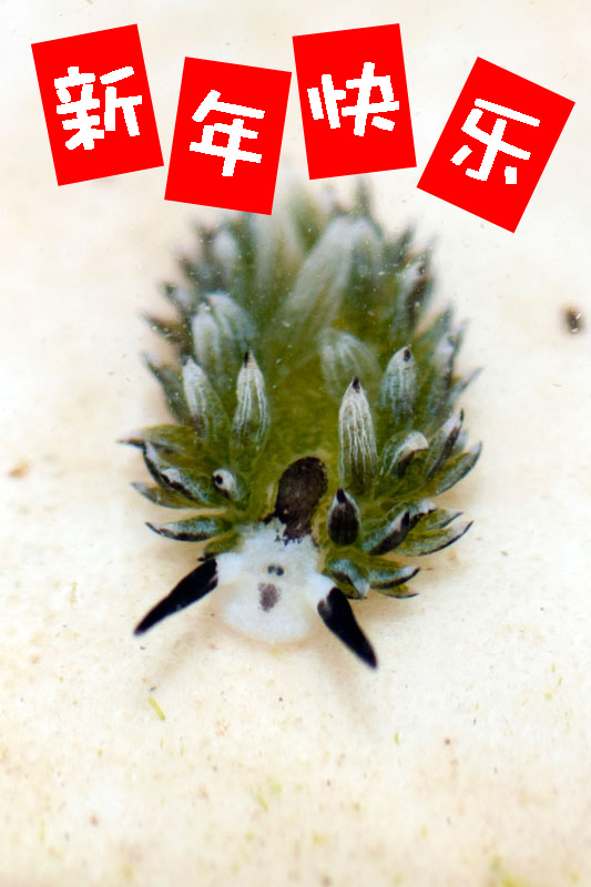 slug CNY.JPG