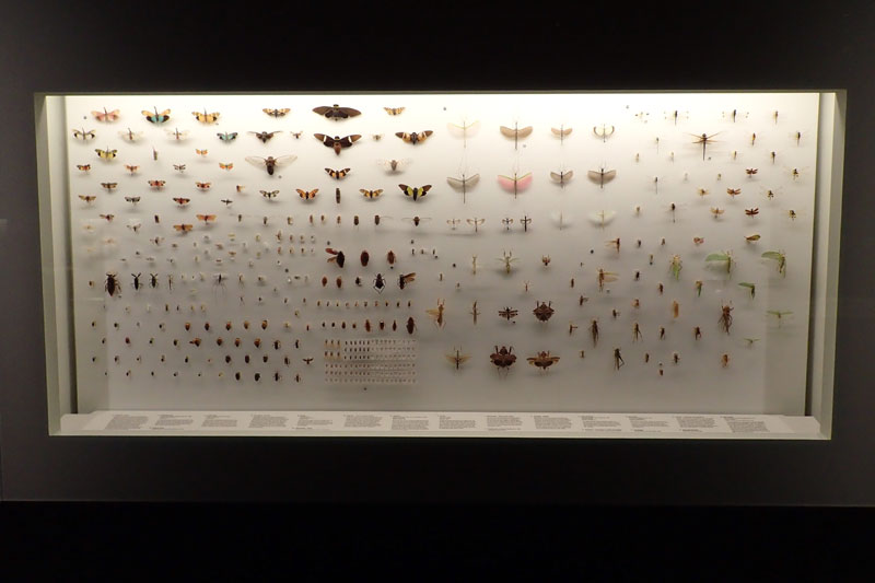 P4260131-copy.jpg