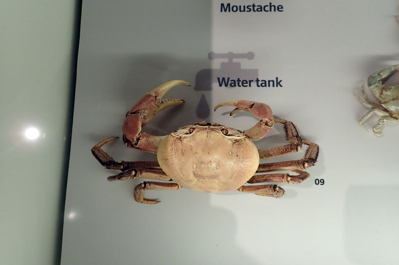 P4260146-copy.jpg