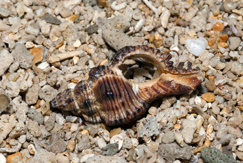 DSC_8501.jpg