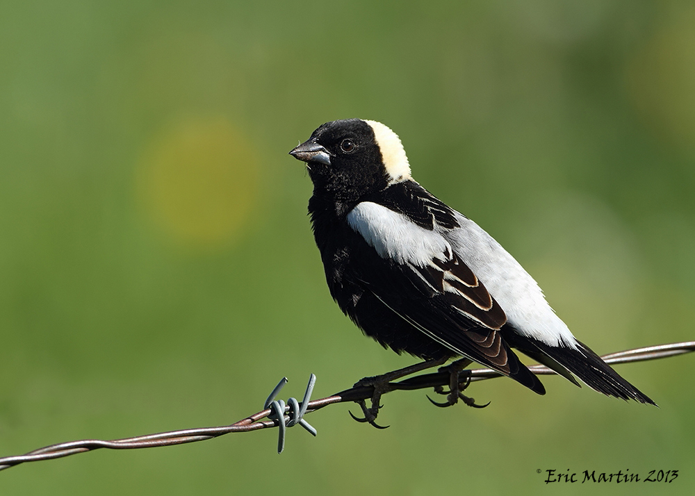 Goglu des prs / Bobolink    IMG_0081-1000_