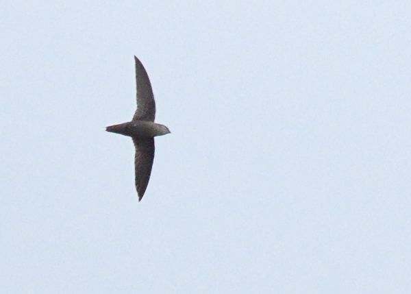 Chimney Swift