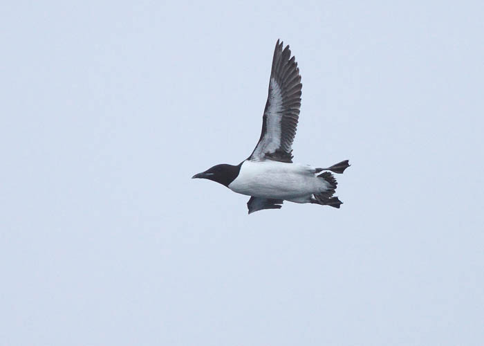 Thick-billed Murre