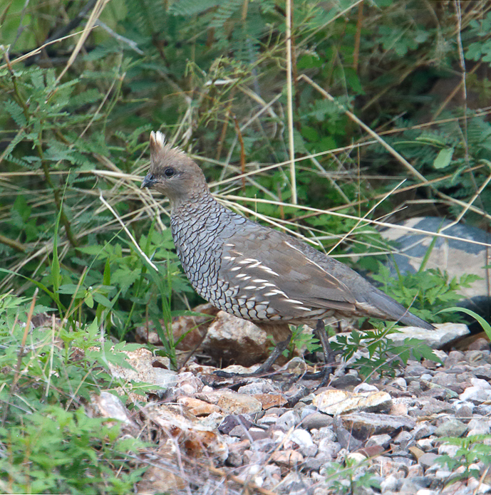 Scaled Quail