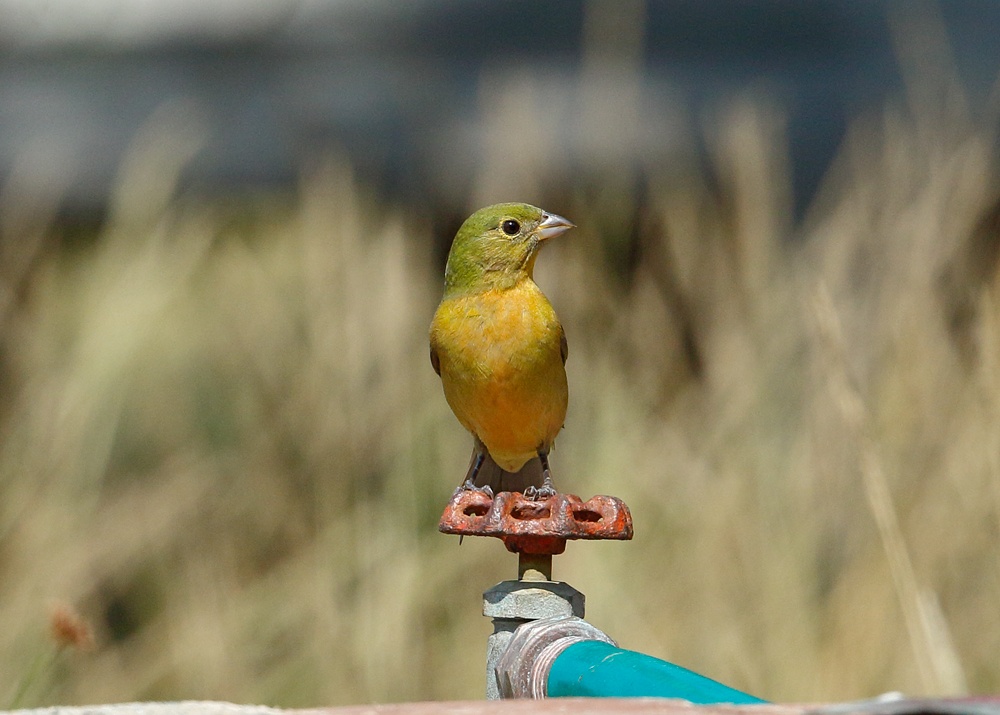 Painted Bunting