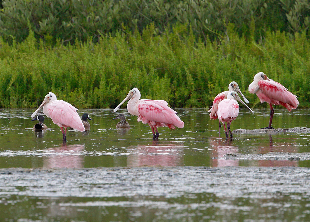 Roseate Spoonbill