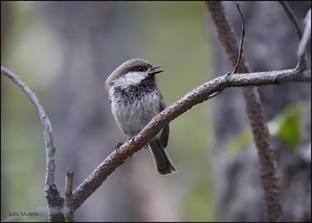 Gray-headed Chickadee