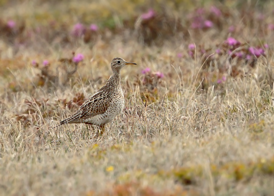 Upland Sandpiper