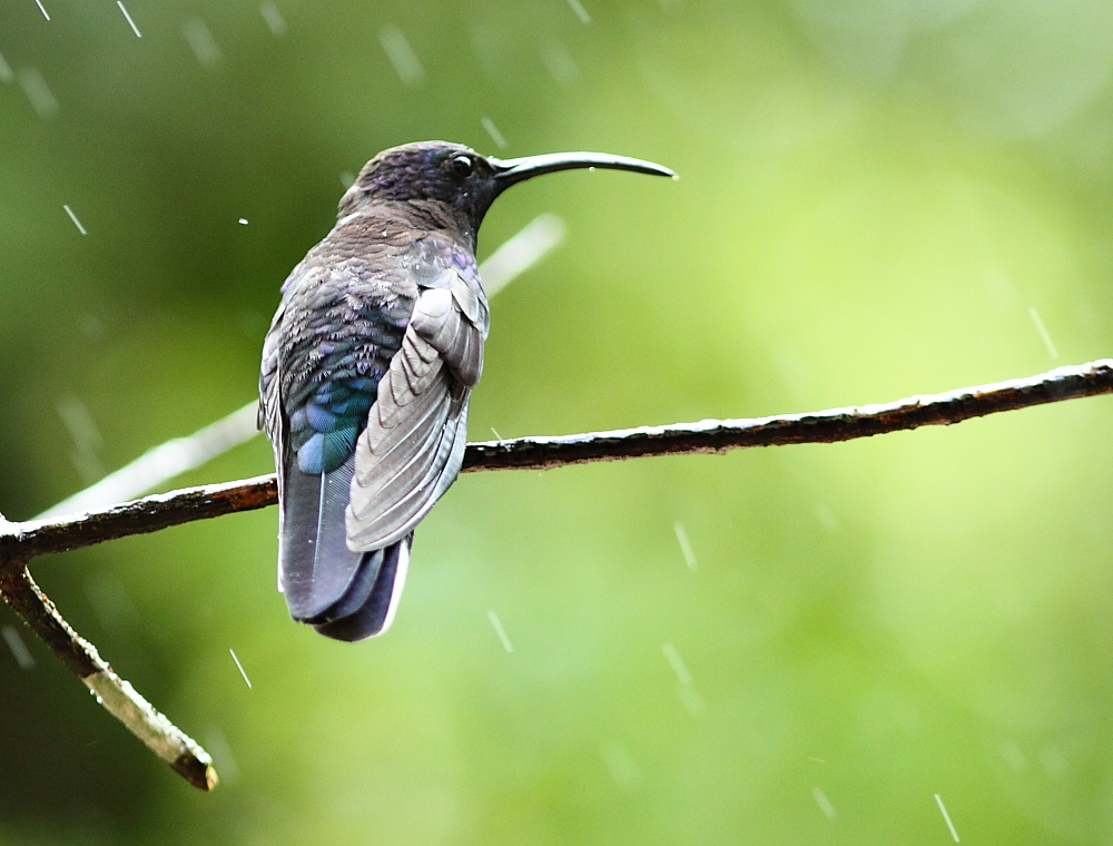 Violet Sabrewing (female)