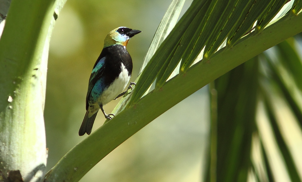 Golden-hooded Tanager