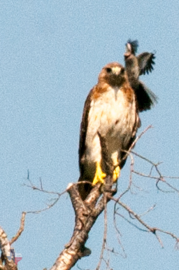 _RCD7941.jpg