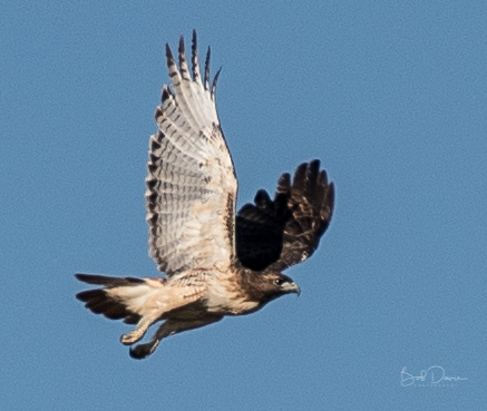 Red Tail Hawk