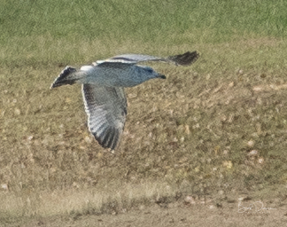 RCD_6908-2.jpg