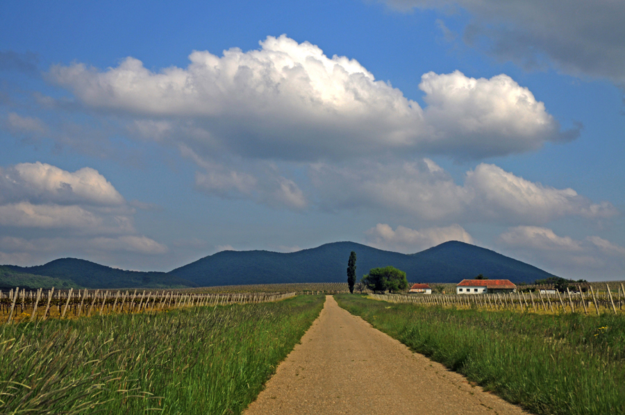 Vrsac Vineyards