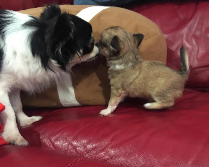 Stella and Mojo Jojo