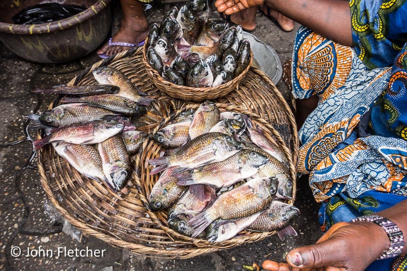 Fish for Sale