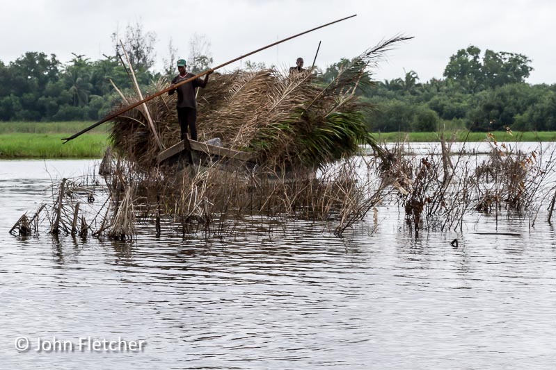 Palm Fronds for Trapping Fish