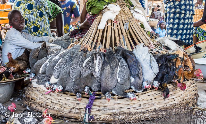 Display of Fowl for Sale