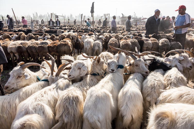 Kashgar Livestock Market
