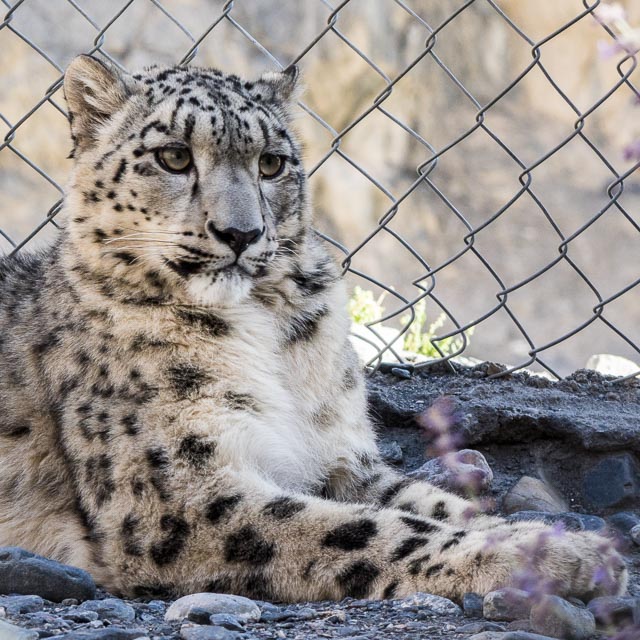Snow Leopard