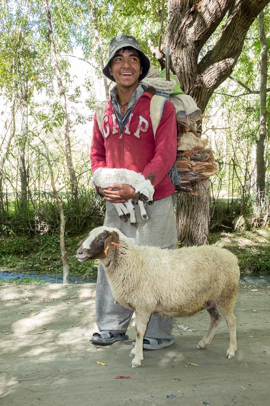 Shepherd