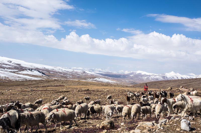 Deosai Plateau