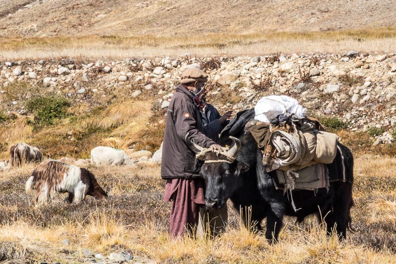 Shepherd with Yak