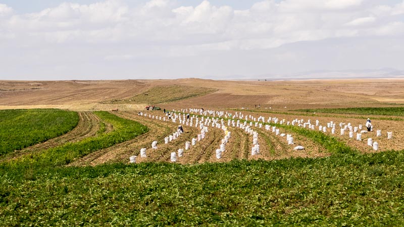 Harvesting Sugar Beets