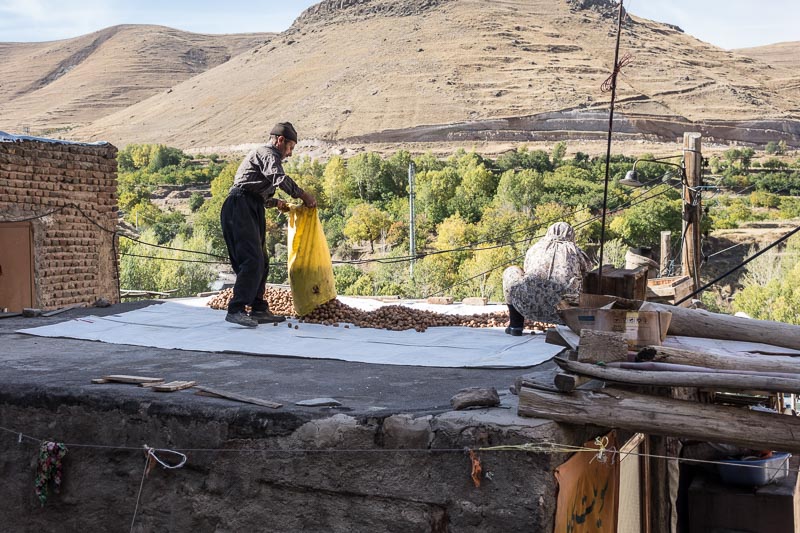 Spreading Walnuts to Dry