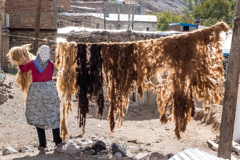 Drying Raw Wool
