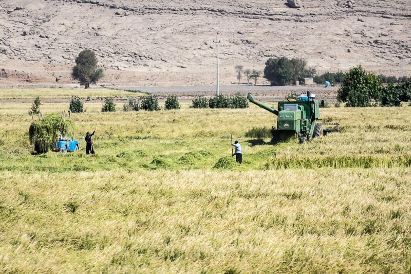 Harvest Time
