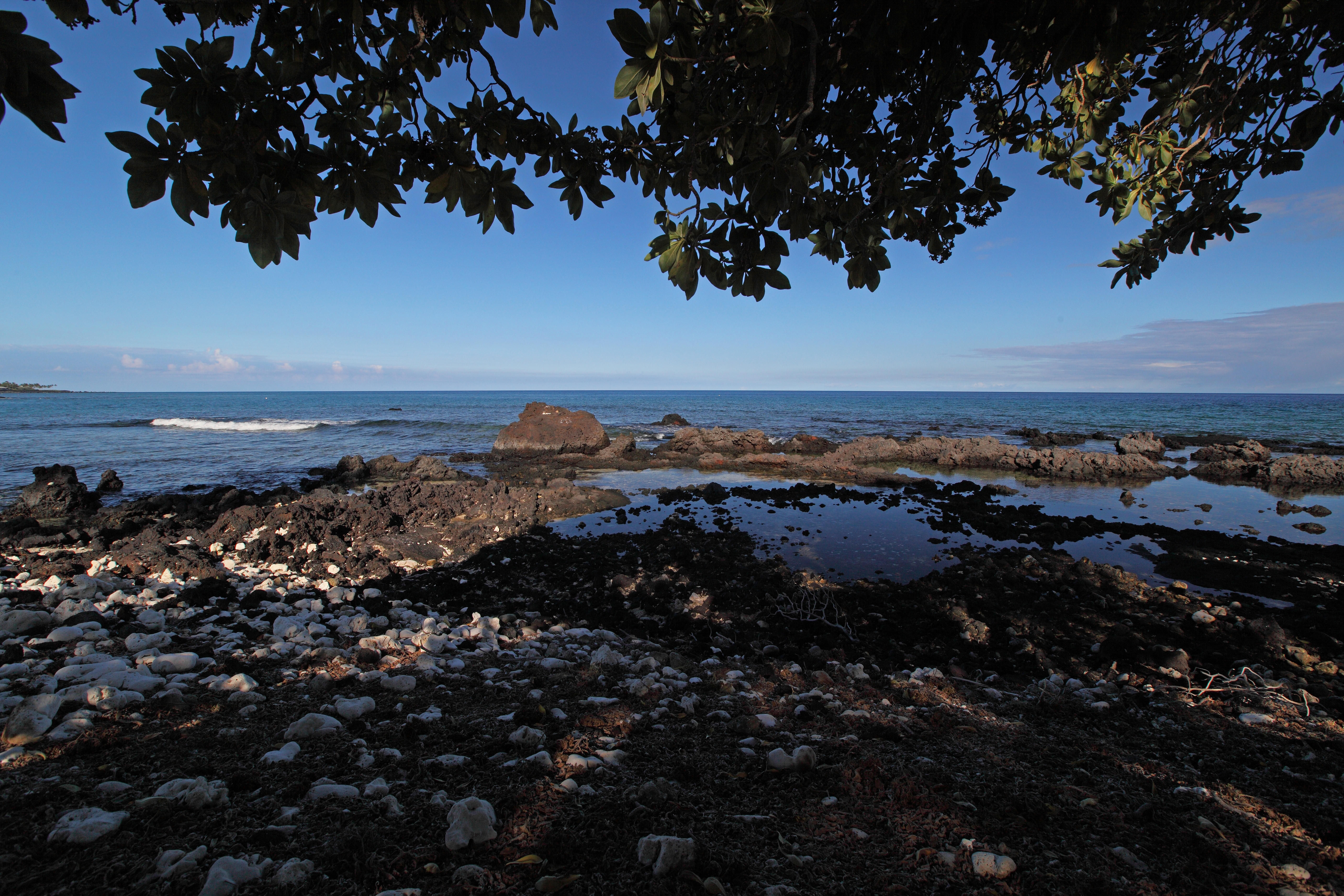 On the shoreline trail just north of the Fairmont Orchid