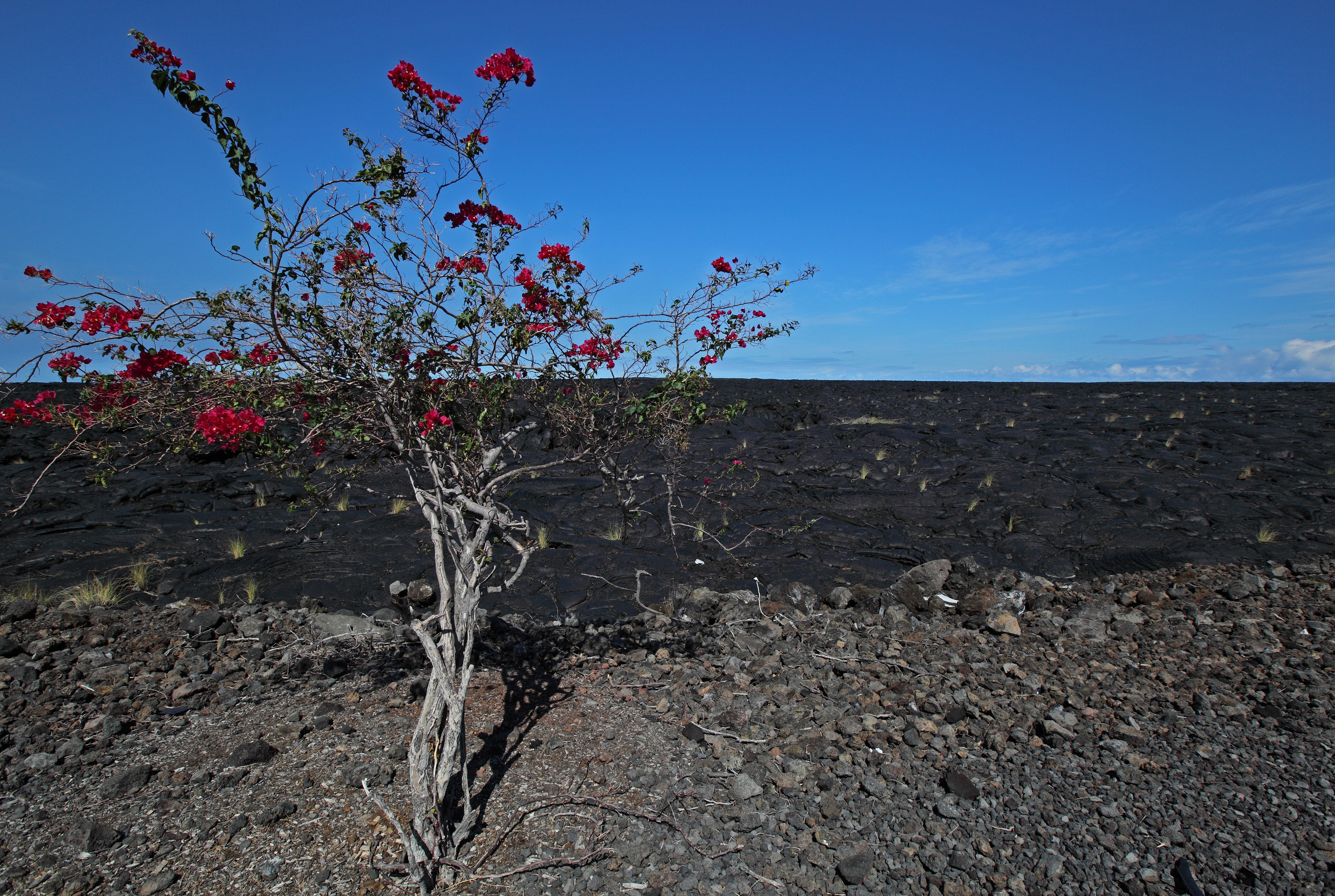 Burning bush?