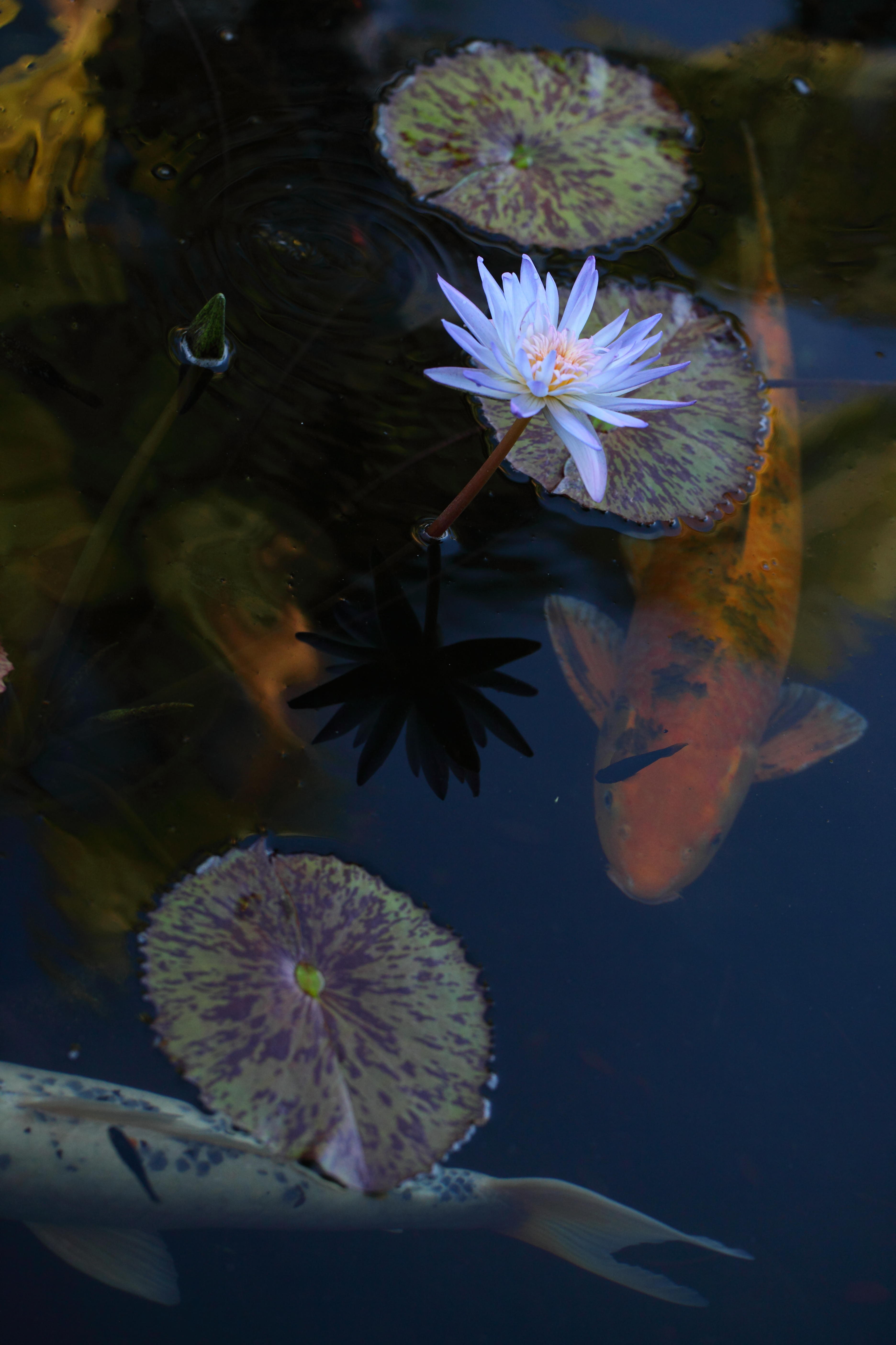 Westin Villas pond in 3-D