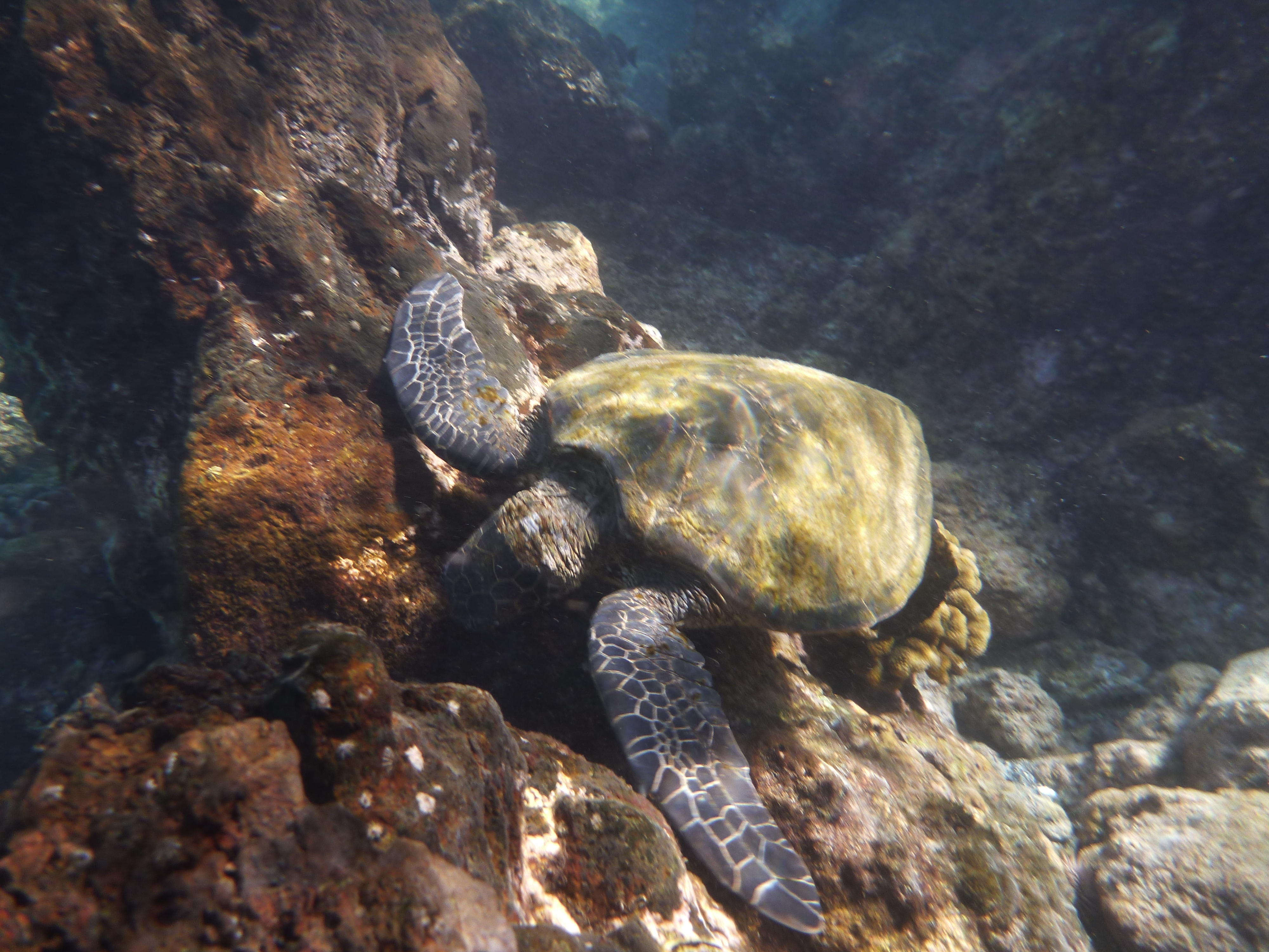 The first of many snorkeling photos