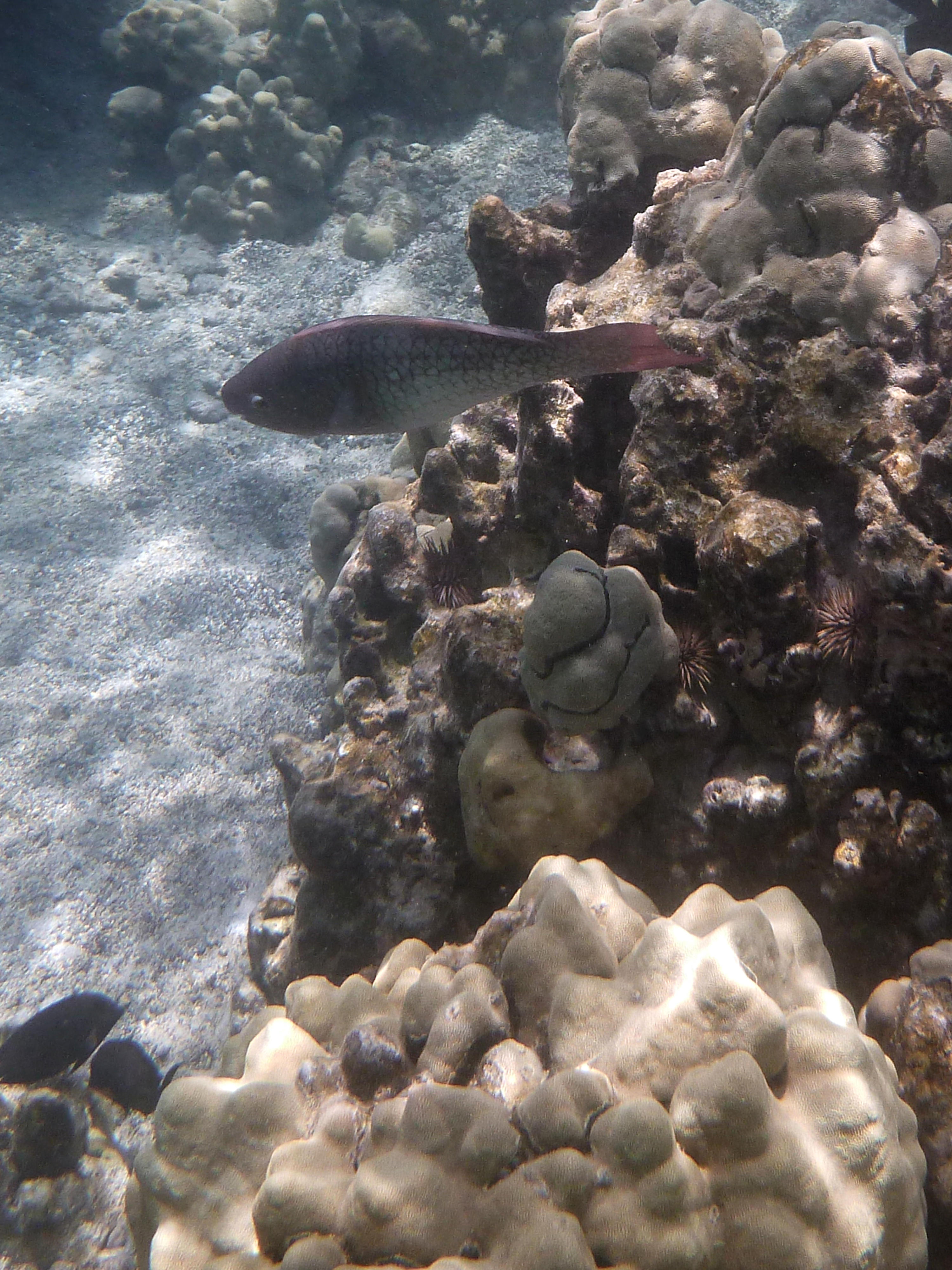 A kind of Parrot Fish (I believe)