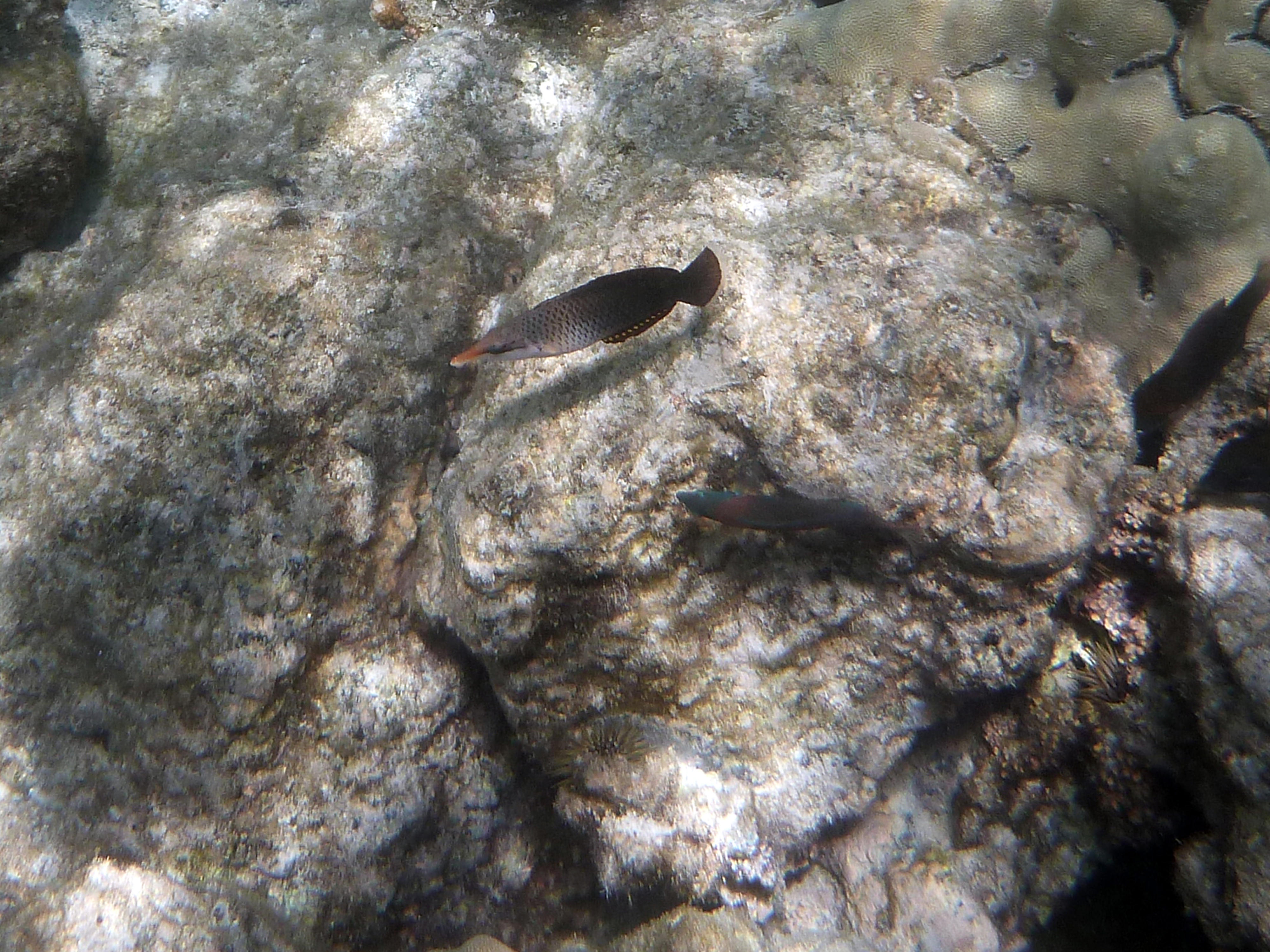 Bird and Saddle Wrasse