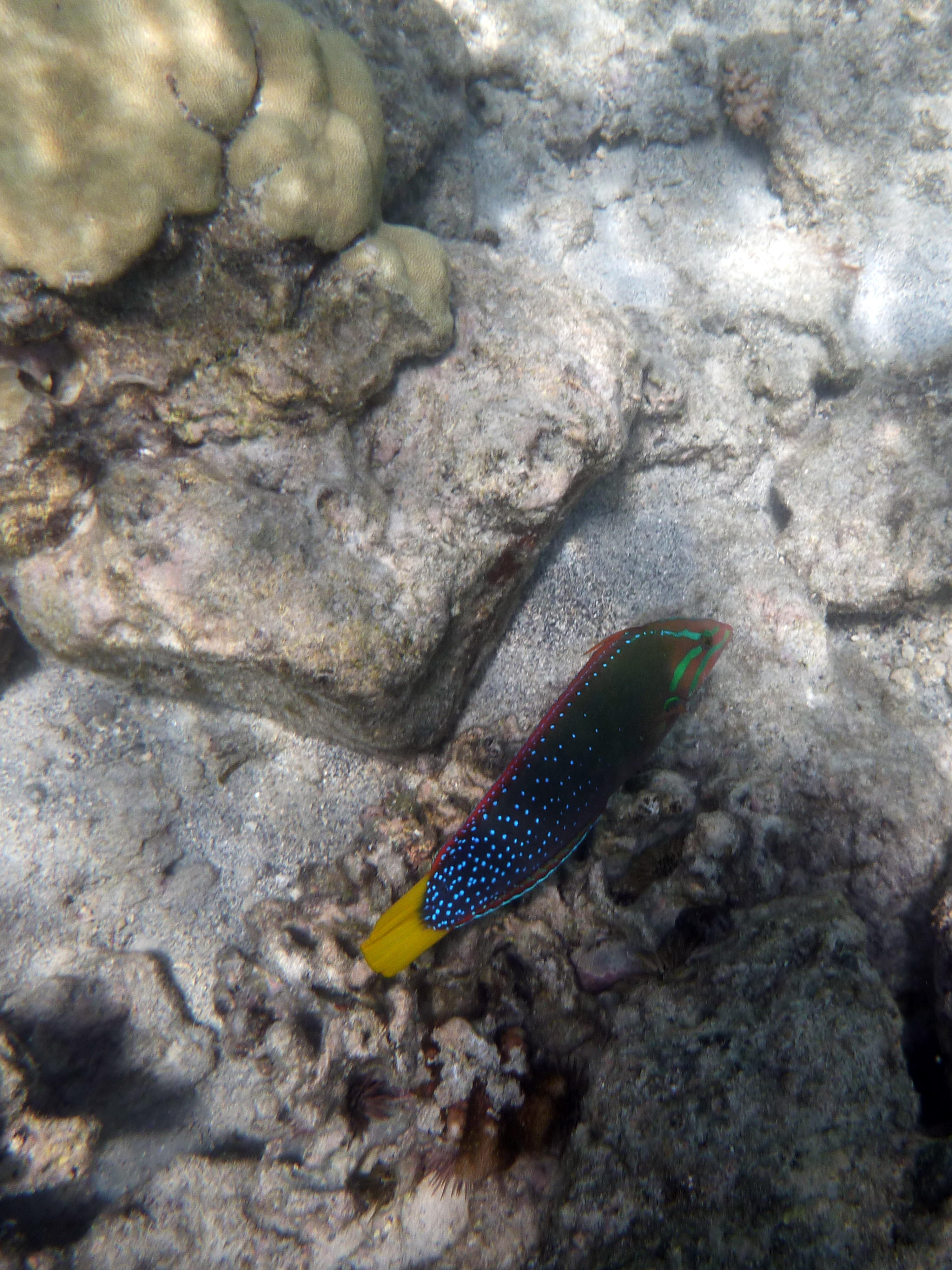 Yellowtail Coris Wrasse