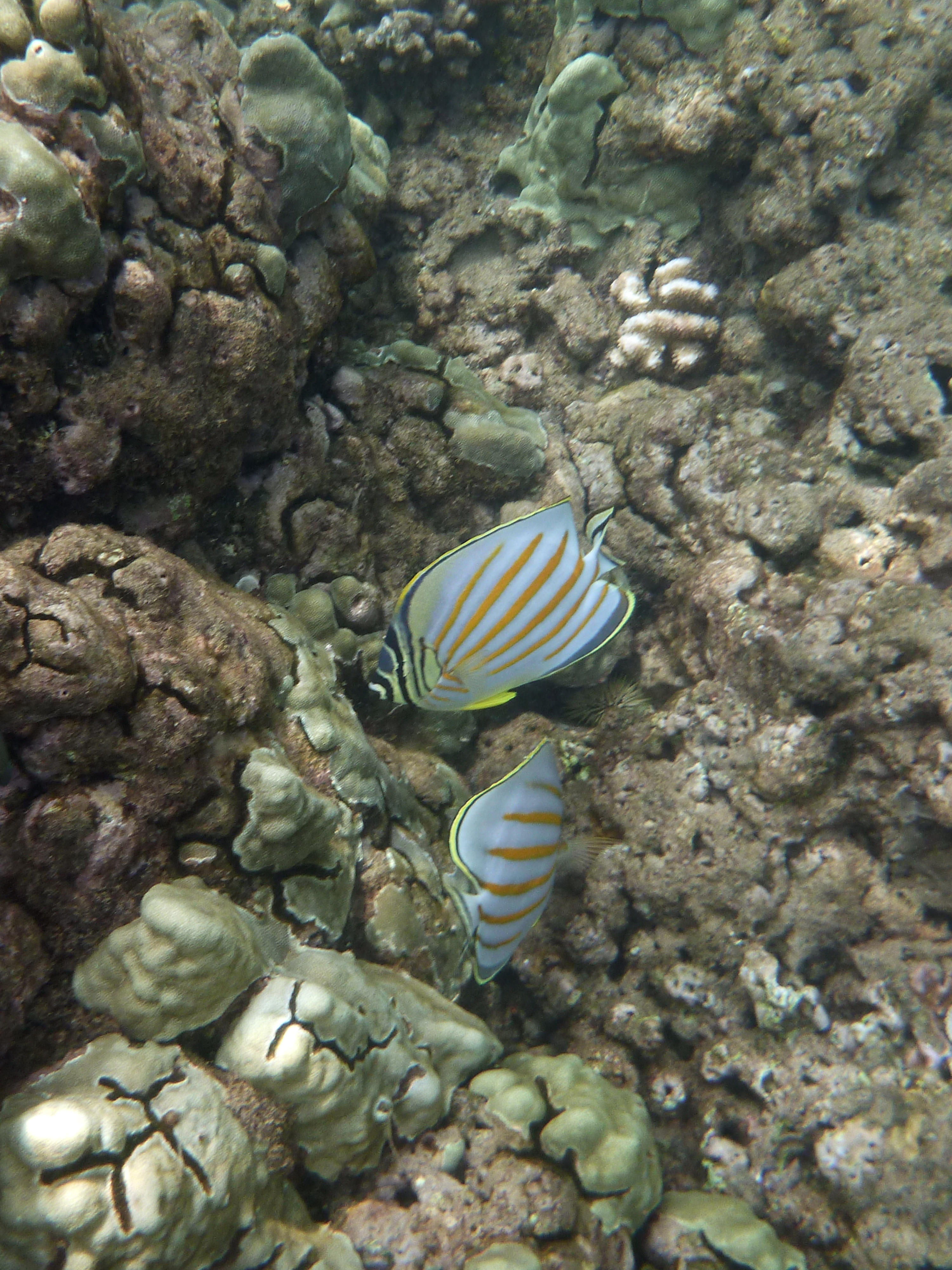 Ornate Butterfly Fish