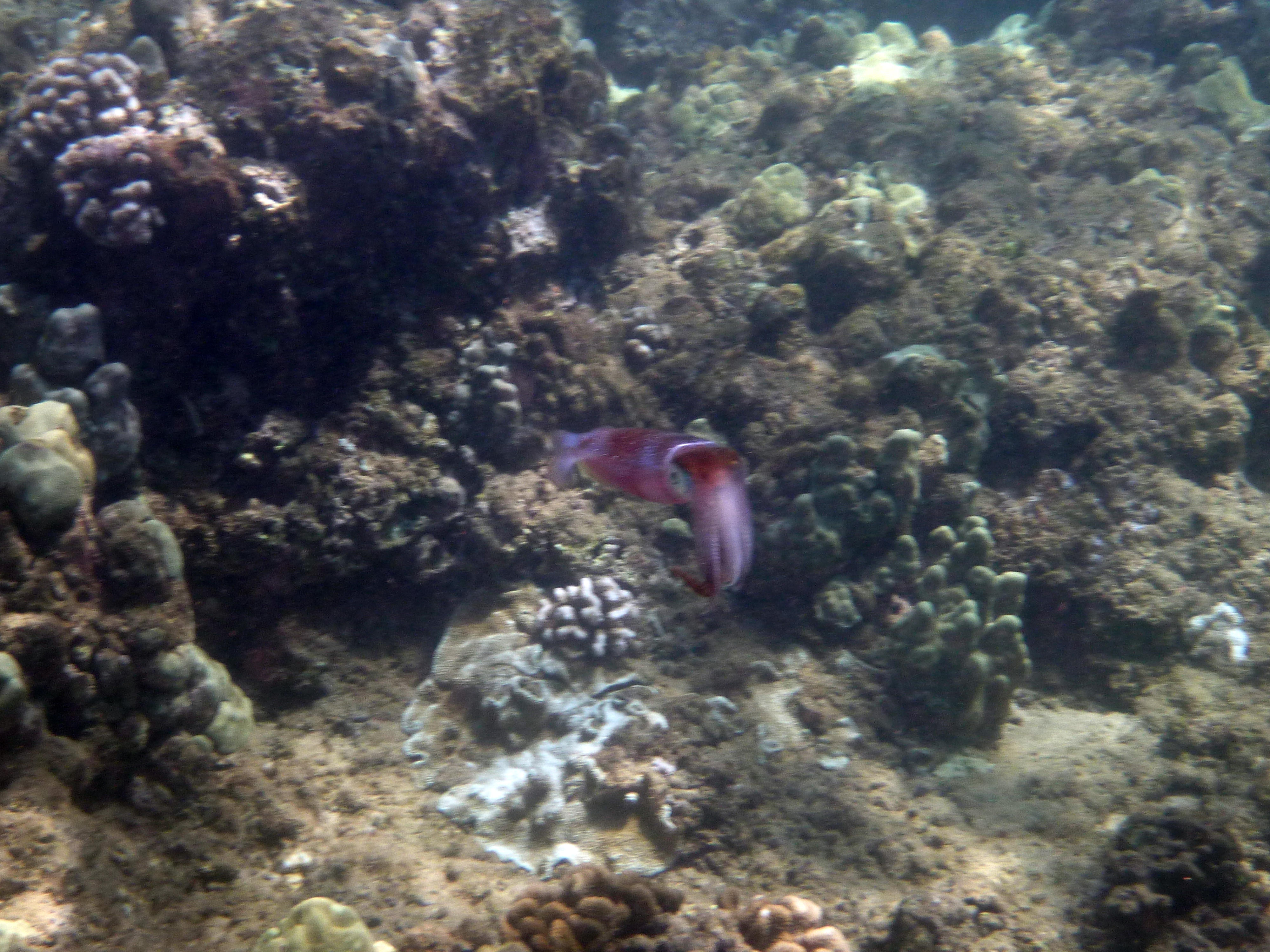 Bobtail Squid(?)