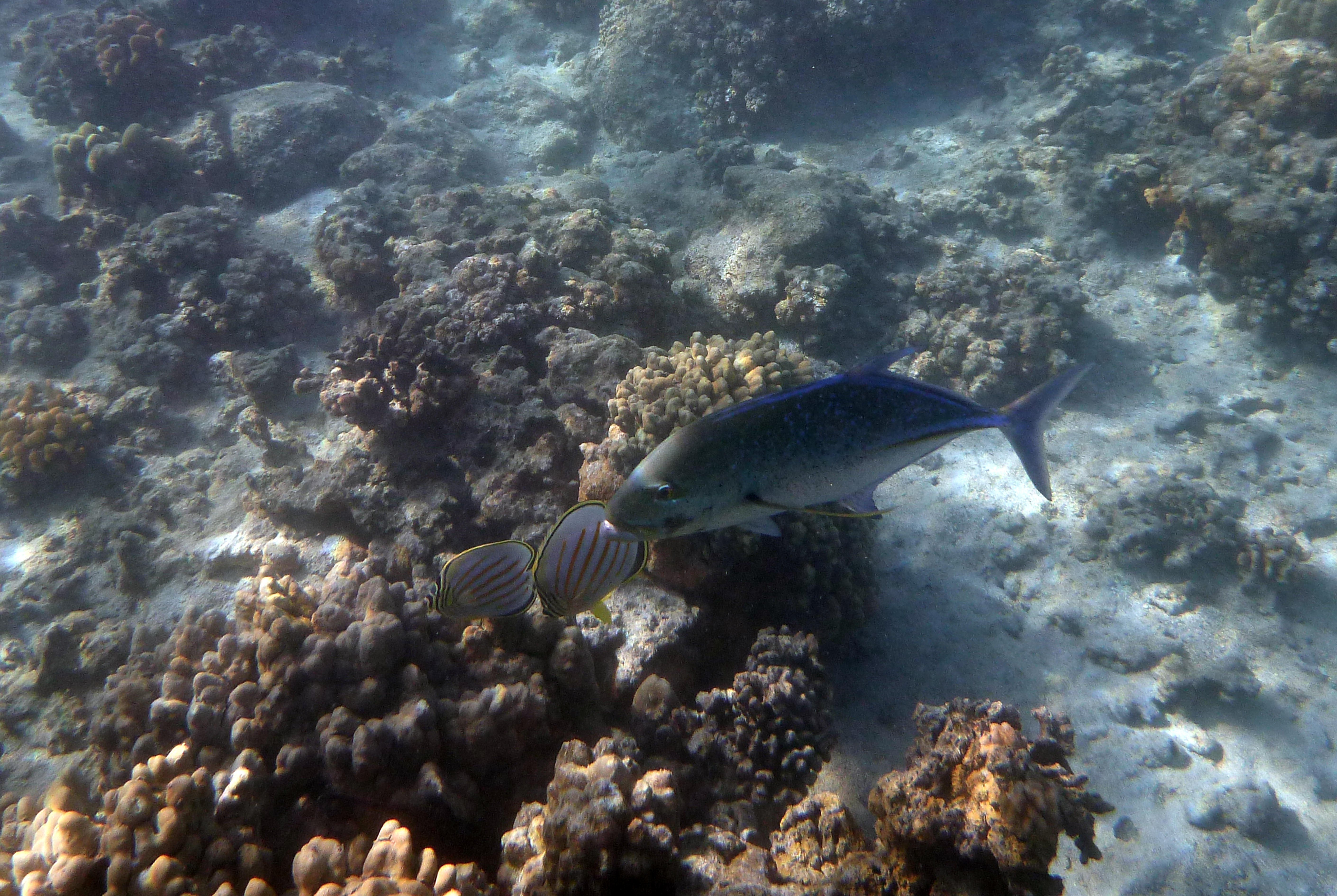 Ulua, aka Bluefin Trevally